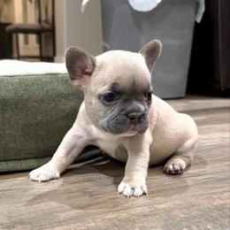 Melba - Blue fawn female French Bulldog puppy in Peoria, Arizona from A Quality French Bulldogs AZ