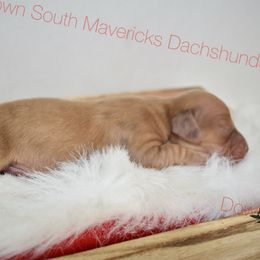 Cream dapple - Dapple male Dachshund puppy in Seminary, Mississippi from Down South Mavericks Dachshunds