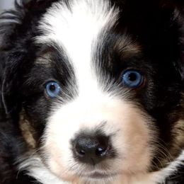 Miniature Australian Shepherds from Hope & Grace Kennels