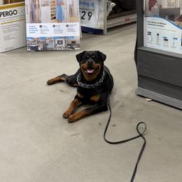Cupcake - Black and tan female Rottweiler puppy in Fredericksburg, Virginia from Milton's Rottweilers