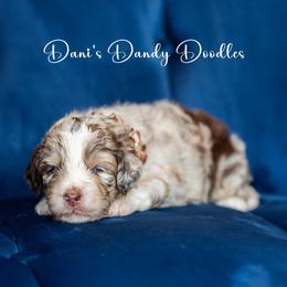Aussiedoodle Puppies from Dani's Dandy Doodles