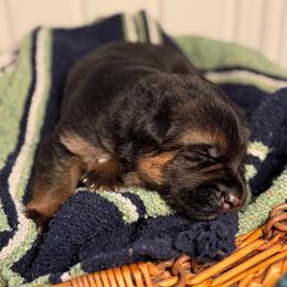 Stetson - Black and red male German Shepherd puppy in Canterbury, New Hampshire from De La Paz German Shepherds