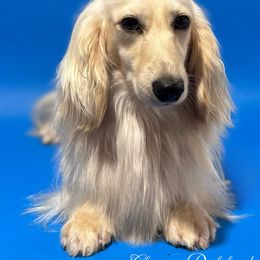 Noah - Dachshund