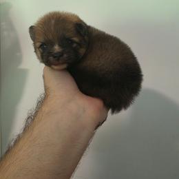 Onyx - Orange sable male Pomeranian puppy in Wildersville, Tennessee from RoyalRarity's Poms & Enrichment