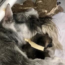 Miniature Schnauzer Puppies from MoonShadows Miniature Schnauzers