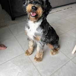 Aussiedoodle and Bernedoodle Puppies from Steindoodles