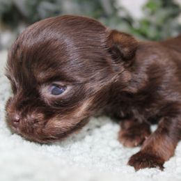 Yorkshire Terrier Puppies from Peach Yorkies