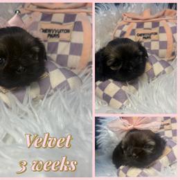 Velvet - Black and white female Shih Tzu puppy in Coolidge, Arizona from Shih Tzu’s  ‘N’ Love
