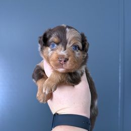 Prince - Red merle male Miniature Australian Shepherd puppy in Liberty, Mississippi from Liberty Oaks Aussies and Dachshunds