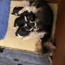 Female 1 - Parti female Yorkshire Terrier puppy in Las Animas, Colorado from CAMDEN Parti Puppies-Colorado Parti Yorkies