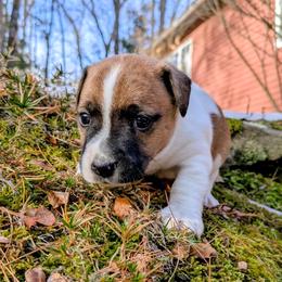 Ryder - Tri-color male Russell Terrier puppy in Sandown, New Hampshire from Patch Wood Irish Jacks