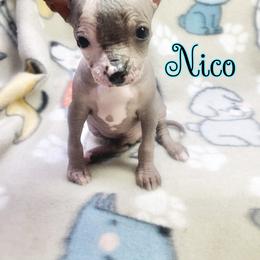 Chihuahua and Chinese Crested Puppies from Western Kentucky Chihuahua’s and Chinese Crested’s