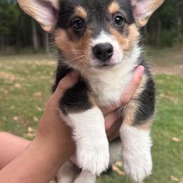 Maverick - Black and tan male Pembroke Welsh Corgi puppy in Rolla, Missouri from 4A Corgis