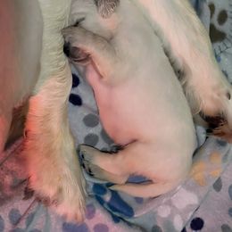 Golden Retriever Puppies from Shady Creek Goldens