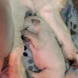 Golden Retriever Puppies from Shady Creek Goldens