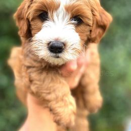 Goldendoodle Puppies from Red Barn Mission Farm