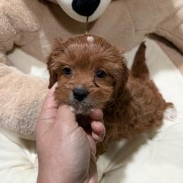 JA - Chocolate female Shih Tzu puppy in Bourne, Massachusetts from Shih Tzu Pups