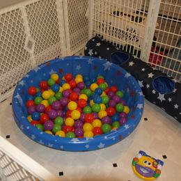 Schapendoes Puppies from Dream Star Schapendoes