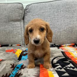 Taffy - Cream female Dachshund puppy in Gainesville, Texas from Diamond B Doxies