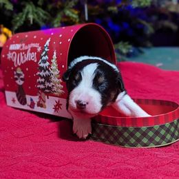 Girl 2 - Black tri-color Australian Shepherd puppy in Cape Coral, Florida from Carrotwood Kennel Australian Shepherds