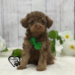 Moose (sable) - Sable male Poodle puppy in Nashville, Arkansas from Cuddles n Curls