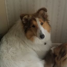 Bianca - Collie