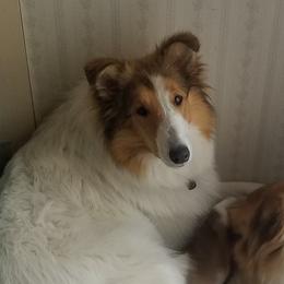 Bianca - Collie