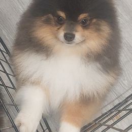 Pomeranians from Grace's Poms🐾💕