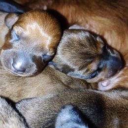 Dachshund Puppies from House of Slinkys