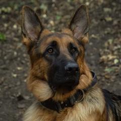 Murphy - German Shepherd