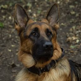 Murphy - German Shepherd