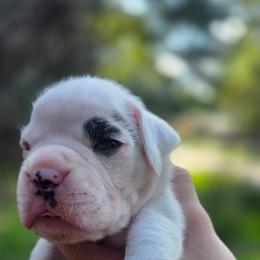 Red - White male Boxer puppy in Spring, Texas from Sanchez Boxers