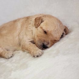 Goldendoodle Puppies from Lake Village Doodles