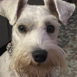 Miniature Schnauzer Puppies from Beyond Blessed Pawz