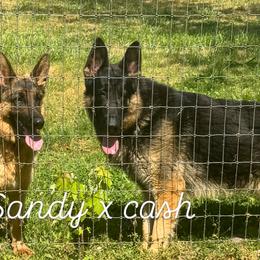 German Shepherds and Yorkshire Terriers from Linda Filipkowski