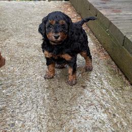 Daisy - Sable female Aussiedoodle puppy in Deer Park, Washington from Doodle Paw Ranch