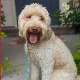 Ivy - Goldendoodle