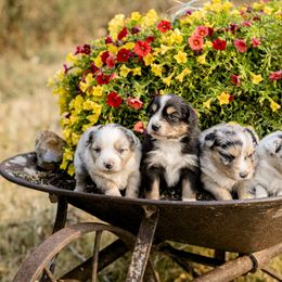 Miniature Australian Shepherd Puppies from Sun Dog Mini Aussies