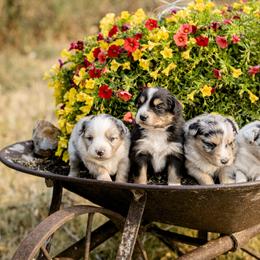 Miniature Australian Shepherd Puppies from Sun Dog Mini Aussies