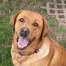 Lucy - Labrador Retriever