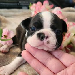 Brown Collar - Seal and white male Boston Terrier puppy in Shreveport, Louisiana from Cristi's Port Bostons