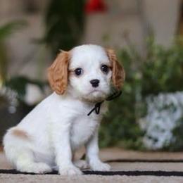 Finley - Blenheim male Cavalier King Charles Spaniel puppy in West Sacramento, California from Autumn Nightz Cavaliers