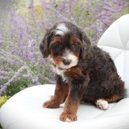 Opal - Blue merle female Bernedoodle puppy in Eagle Mountain, Utah from Fur Real Puppies.