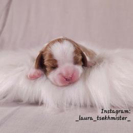 Elisa - Blenheim female Cavalier King Charles Spaniel puppy in Bonney Lake, Washington from House of Happy Cavaliers
