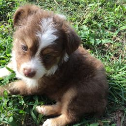 Miniature Australian Shepherds and Toy Australian Shepherds from Circle B Plus Farm