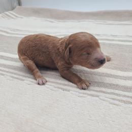 Annie - Apricot female Poodle puppy in Kannapolis, North Carolina from Carolina Great Danes & Toy Poodles