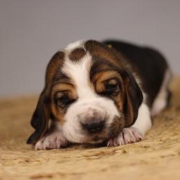 Finn - Black brown and white male Basset Hound puppy in Idaho from Welcome Home Bassets