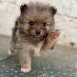 Nash - Blue merle male Pomeranian puppy in Los Angeles, California from Adelia’s perfect poms
