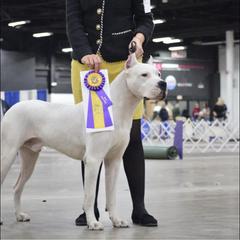 Magnus - Dogo Argentino