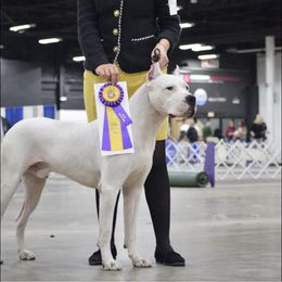 Magnus - Dogo Argentino